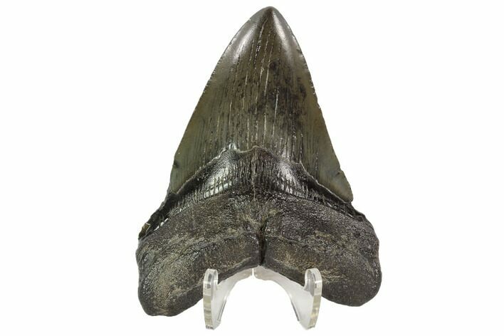 Fossil Megalodon Tooth - Georgia #101504